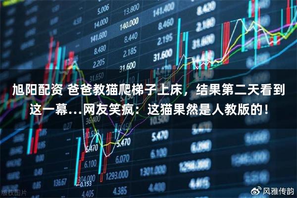 旭阳配资 爸爸教猫爬梯子上床，结果第二天看到这一幕…网友笑疯：这猫果然是人教版的！